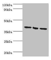 Western blot All lanes: EIF3H antibody at 7ug/ml Lane 1: NIH/3T3 whole cell lysate Lane 2: Rat brain tissue Lane 3: U251whole cell lysate Secondary Goat polyclonal to rabbit IgG at 1/10000 dilution Predicted band size: 40 kDa Observed band size: 4...