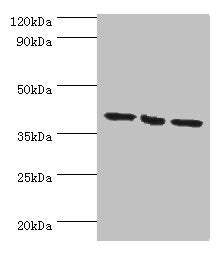 Western blot All lanes: EIF3H antibody at 7ug/ml Lane 1: NIH/3T3 whole cell lysate Lane 2: Rat brain tissue Lane 3: U251whole cell lysate Secondary Goat polyclonal to rabbit IgG at 1/10000 dilution Predicted band size: 40 kDa Observed band size: 4...