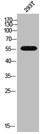 Western Blot analysis of 293T cells using CYP3A7 Polyclonal Antibody