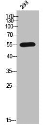 Western Blot analysis of 293 cells using CYP2C8 Polyclonal Antibody