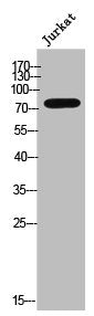 Western Blot analysis of JK cells using Phospho-GRK 2 (S685) Polyclonal Antibody