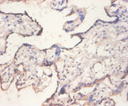 Immunohistochemistry of paraffin-embedded human placenta tissue using CSB-PA007563DA01HU at dilution of 1:100