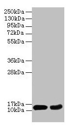 Western blot All lanes: EIF4EBP2 antibody at 2µg/ml Lane 1: Mouse heart tissue Lane 2: NIH/3T3 whole cell lysate Secondary Goat polyclonal to rabbit IgG at 1/10000 dilution Predicted band size: 13 kDa Observed band size: 13 kDa