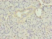 Immunohistochemistry of paraffin-embedded human pancreatic tissue using CSB-PA007565HA01HU at dilution of 1:100