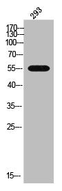 Western Blot analysis of 293 cells using CYP2B6 Polyclonal Antibody