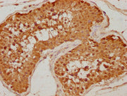 IHC image of CSB-PA007570OA01HU diluted at 1:500 and staining in paraffin-embedded human testis tissue performed on a Leica BondTM system. After dewaxing and hydration, antigen retrieval was mediated by high pressure in a citrate buffer (pH 6.0)....