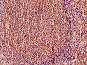 IHC image of CSB-PA007573HA01HU diluted at 1:200 and staining in paraffin-embedded human tonsil tissue performed on a Leica BondTM system. After dewaxing and hydration, antigen retrieval was mediated by high pressure in a citrate buffer (pH 6.0)....