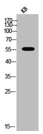 Western Blot analysis of KB cells using CYP2E1 Polyclonal Antibody