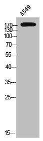 Western Blot analysis of A549 cells using Phospho-Pragmin (Y413) Polyclonal Antibody