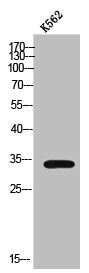 Western Blot analysis of K562 cells using Nkx-6.3 Polyclonal Antibody
