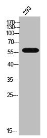 Western Blot analysis of 293 cells using CYP17A1 Polyclonal Antibody