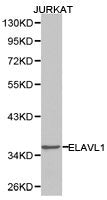 Western blot analysis of extracts of Jurkat cell lines, using ELAVL1 antibody.