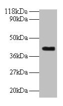 Western blot All lanes: ELAVL2 antibody at 2µg/ml + Mouse brain tissue Secondary Goat polyclonal to rabbit IgG at 1/10000 dilution Predicted band size: 40, 39 kDa Observed band size: 40 kDa