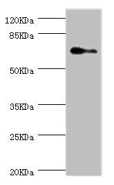 Western blot All lanes: ELF1 antibody at 1.88ug/ml + Hela whole cell lysate Secondary Goat polyclonal to rabbit IgG at 1/10000 dilution Predicted band size: 68, 65 kDa Observed band size: 68 kDa