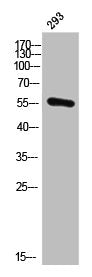 Western Blot analysis of 293 cells using CYP21A2 Polyclonal Antibody