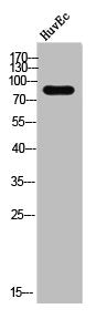 Western Blot analysis of HuvEC cells using DGK-β Polyclonal Antibody