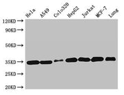 Western Blot Positive WB detected in: Hela whole cell lysate, A549 whole cell lysate, Colo320 whole cell lysate, HepG2 whole cell lysate, Jurkat whole cell lysate, MCF-7 whole cell lysate, Mouse lung tissue All lanes: EMD antibody at 2µg/ml Second...