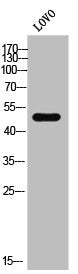 Western Blot analysis of LOVO cells using GPR180 Polyclonal Antibody
