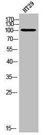 Western Blot analysis of HT-29 cells using DGK-θ Polyclonal Antibody