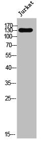 Western Blot analysis of Jurkat cells using Nesprin-3 Polyclonal Antibody