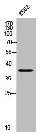 Western Blot analysis of K562 cells using Cdc50B Polyclonal Antibody