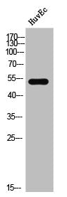 Western Blot analysis of HuvEc cells using Phospho-DAPK3 (T265) Polyclonal Antibody