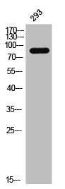 Western Blot analysis of 293 cells using Phospho-Daxx (S668) Polyclonal Antibody
