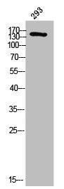 Western Blot analysis of 293 cells using DCC Polyclonal Antibody