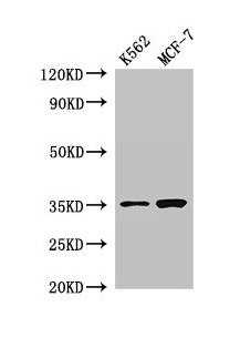 Western Blot Positive WB detected in: K562 whole cell lysate, MCF-7 whole cell lysate All lanes: EN2 antibody at 2.8µg/ml Secondary Goat polyclonal to rabbit IgG at 1/50000 dilution Predicted band size: 35 kDa Observed band size: 35 kDa