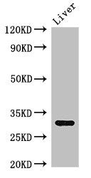 Western Blot Positive WB detected in: Mouse liver tissue All lanes: ENDOG antibody at 2.7ug/ml Secondary Goat polyclonal to rabbit IgG at 1/50000 dilution Predicted band size: 33 kDa Observed band size: 33 kDa