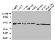 Western Blot Positive WB detected in: HepG2 whole cell lysate, Mouse heart tissue, Mouse liver tissue, Mouse spleen tissue, Mouse lung tissue, Mouse kidney tissue, Mouse brain tissue, Mouse skeletal muscle tissue All lanes: Eno1 antibody at 2.6µg/...