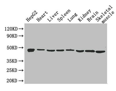 Western Blot Positive WB detected in: HepG2 whole cell lysate, Mouse heart tissue, Mouse liver tissue, Mouse spleen tissue, Mouse lung tissue, Mouse kidney tissue, Mouse brain tissue, Mouse skeletal muscle tissue All lanes: Eno1 antibody at 2.6µg/...