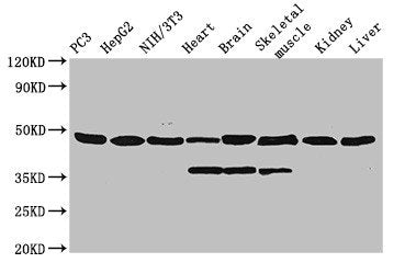 Western Blot Positive WB detected in: PC-3 whole cell lysate, HepG2 whole cell lysate, NIH/3T3 whole cell lysate, Rat heart tissue, Rat brain tissue, Rat skeletal muscle tissue, Mouse kidney tissue, Mouse liver tissue All lanes: Eno1 antibody; HRP...