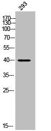Western Blot analysis of 293 cells using mPRα Polyclonal Antibody