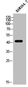 Western Blot analysis of RAW264.7 cells using Doublecortin Polyclonal Antibody