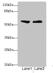 Western blot All lanes: ENTPD2antibody at 3.6ug/ml Lane 1: Human placenta tissue Lane 2: U87 whole cell lysate Secondary Goat polyclonal to rabbit IgG at 1/10000 dilution Predicted band size: 54, 52, 49 kDa Observed band size: 54 kDa