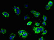 Immunofluorescent analysis of MCF-7 cells using CSB-PA007692LA01HU at dilution of 1:100 and Alexa Fluor 488-congugated AffiniPure Goat Anti-Rabbit IgG(H+L)