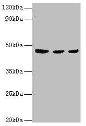 Western blot All lanes: ENTPD5 antibody at 4ug/ml Lane 1: Mouse liver tissue Lane 2: Mouse kidney tissue Lane 3: Mouse gonad tissue Secondary Goat polyclonal to rabbit IgG at 1/10000 dilution Predicted band size: 48 kDa Observed band size: 48 kDa