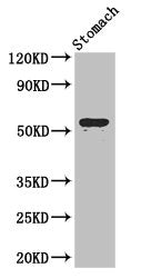 Western Blot Positive WB detected in: Mouse stomach tissue All lanes: ENTPD8 antibody at 2µg/ml Secondary Goat polyclonal to rabbit IgG at 1/50000 dilution Predicted band size: 54, 50 kDa Observed band size: 54 kDa