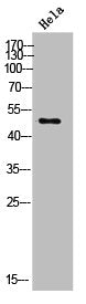 Western Blot analysis of HeLa cells using KIR5.1 Polyclonal Antibody