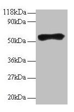Western blot All lanes: Goat IgG heavy chain antibody at 2µg/ml + Goat serum at 1: 100 Secondary Rabbit polyclonal to Guinea pig IgG at 1/15000 dilution Predicted band size: 55 kDa Observed band size: 55 kDa