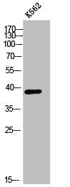 Western Blot analysis of K562 cells using CHST13 Polyclonal Antibody