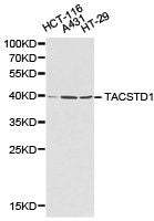 Western blot analysis of extracts of various cell lines, using TACSTD1 antibody.