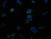 Immunofluorescence staining of SH-SY5Y cells with CSB-PA007728LA01HU at 1:50, counter-stained with DAPI. The cells were fixed in 4% formaldehyde, permeabilized using 0.2% Triton X-100 and blocked in 10% normal Goat Serum. The cells were then incub...