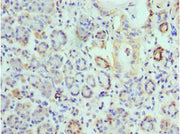Immunohistochemistry of paraffin-embedded human salivary gland tissue using CSB-PA007738ESR1HU at dilution of 1:100