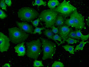 Immunofluorescence staining of A549 cells with CSB-PA007741LA01HU at 1:100, counter-stained with DAPI. The cells were fixed in 4% formaldehyde, permeabilized using 0.2% Triton X-100 and blocked in 10% normal Goat Serum. The cells were then incubat...
