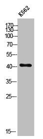 Western Blot analysis of K562 cells using ZnT-8 Polyclonal Antibody
