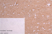 IHC image of CSB-PA007756LA01HU diluted at 1:100 and staining in paraffin-embedded human brain tissue performed on a Leica BondTM system. After dewaxing and hydration, antigen retrieval was mediated by high pressure in a citrate buffer (pH 6.0). S...