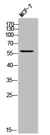 Western Blot analysis of MCF-7 cells using KV8.2 Polyclonal Antibody