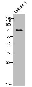 Western Blot analysis of RAW264.7 cells using Photomedin-1 Polyclonal Antibody